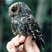 Flammulated Owl